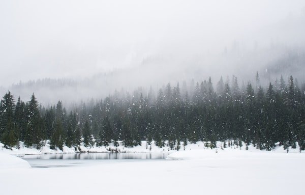 Snow-covered trees in winter forest